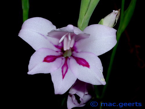 Gladiolus geardii